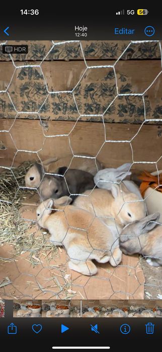 Coelhos de raça média/grande