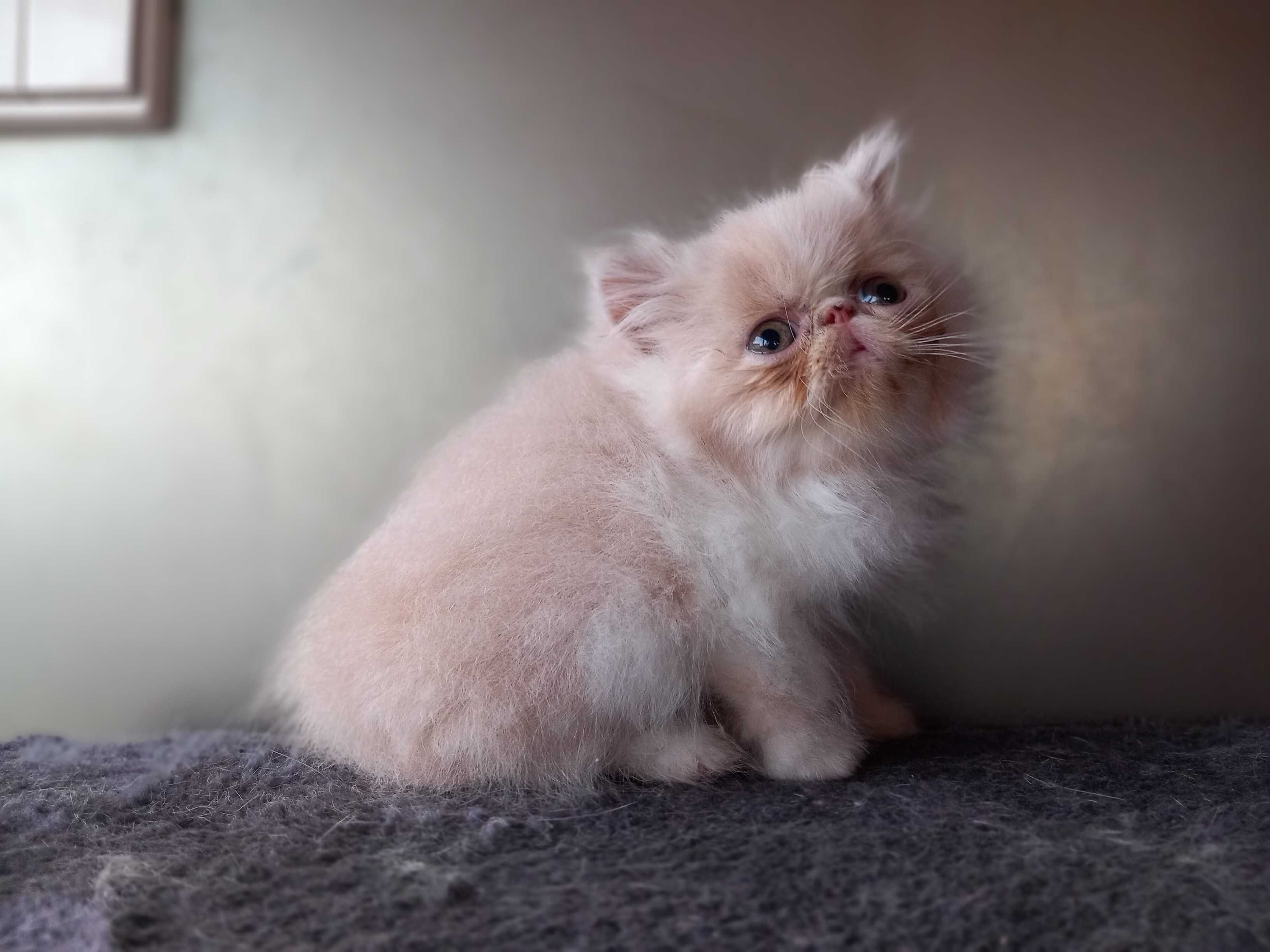 Gatinho Persa Fofo