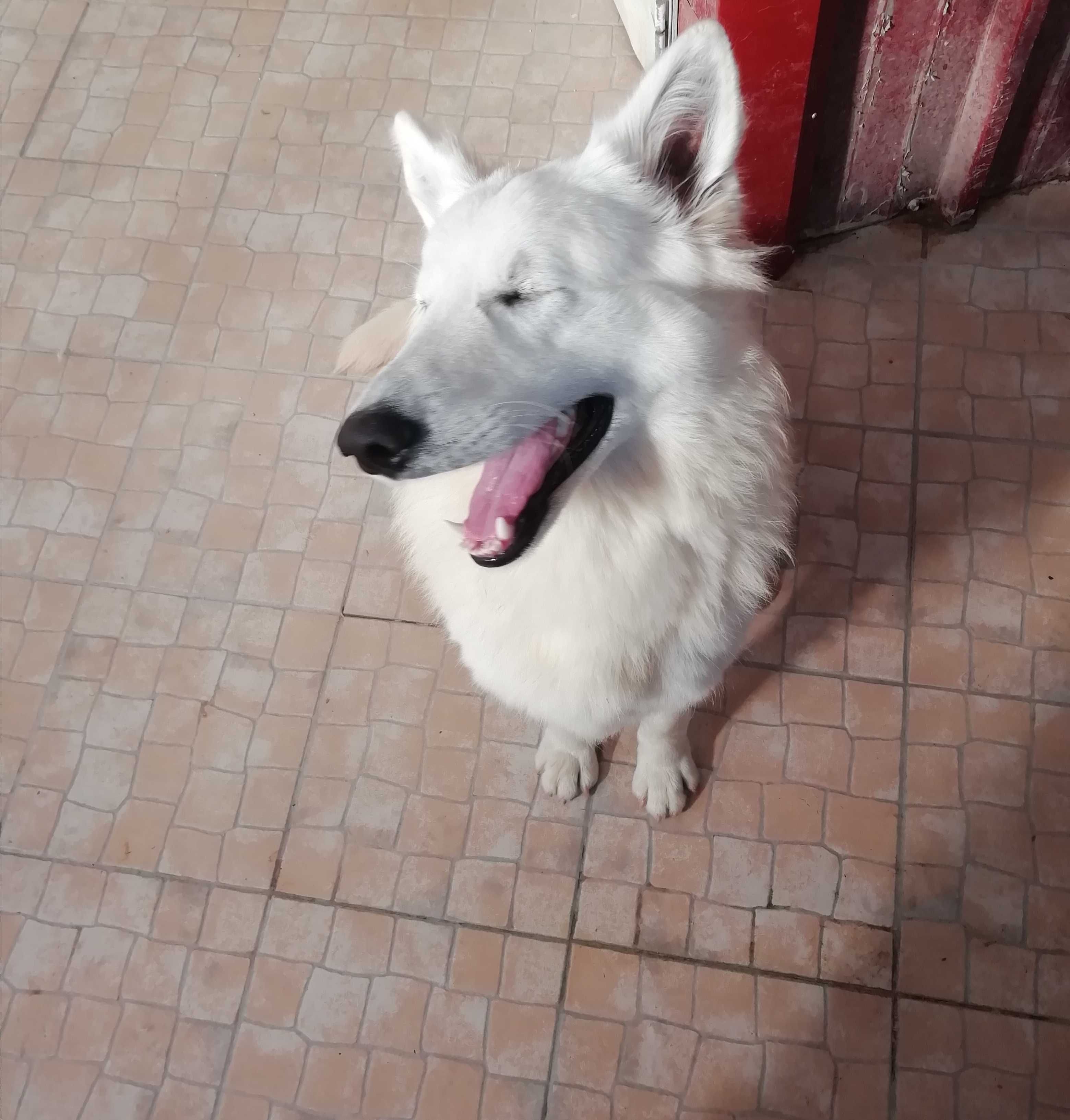 Pastor branco suíço Berger Blanc Suisse