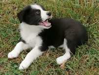 Border collie szczeniak