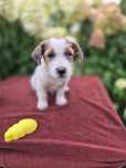 Suczka Jack Russell Terrier