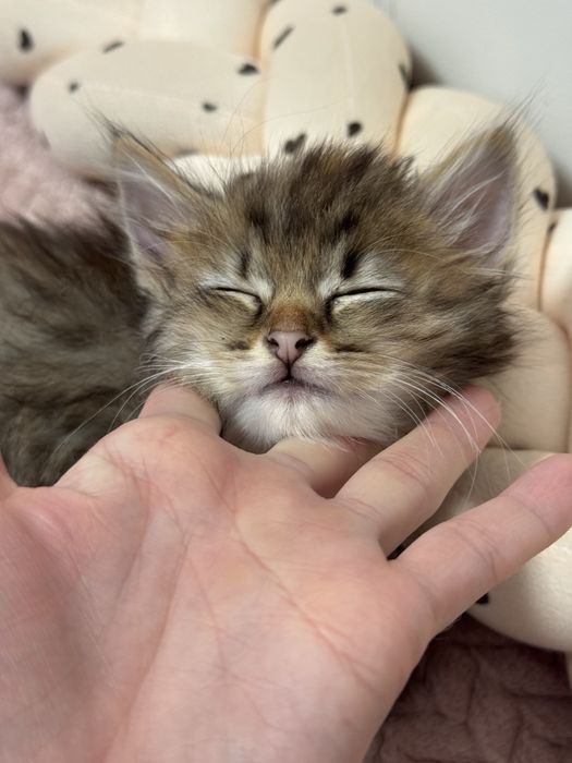 Кошеня, трьохмасне.