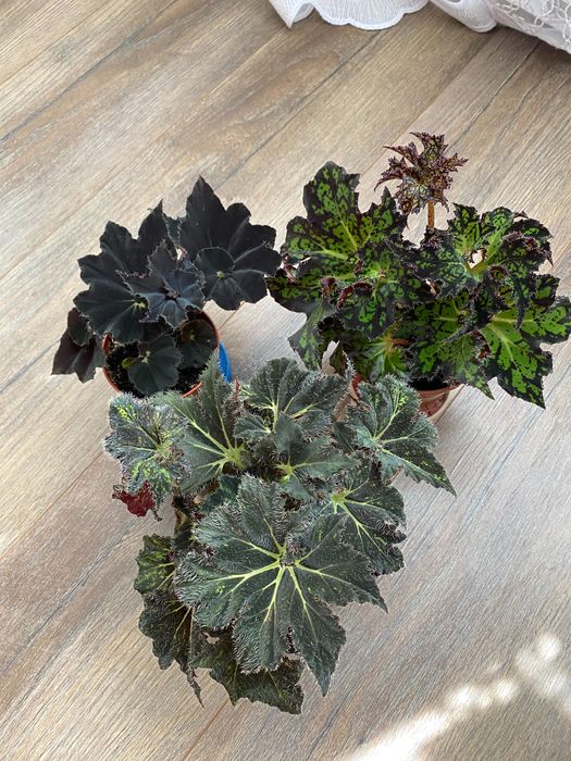 Продаются бегонии