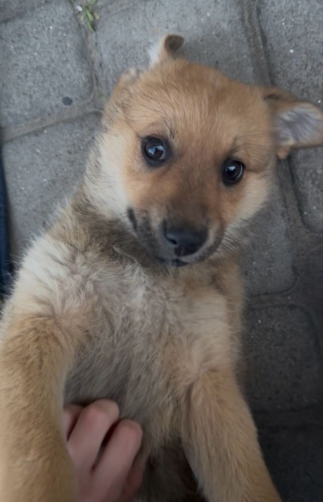 Цуцики, дівчатка, 2,5міс
