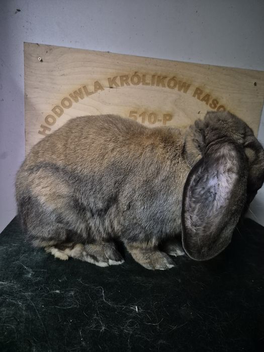 Baran Francuski Madagaskar samiec