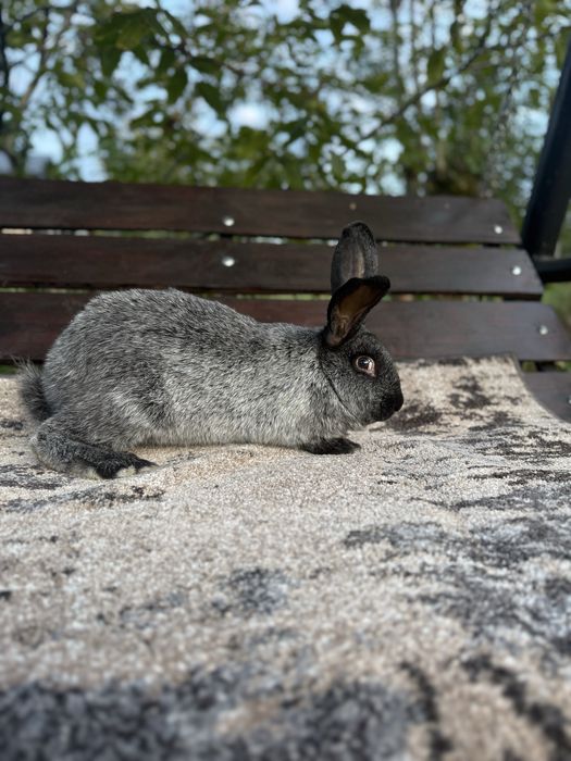 Кролі Полтавське Срібло