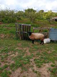 Carneiro e ovelhas