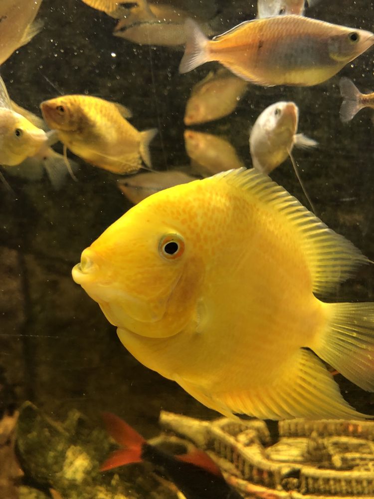 2 x Ryba paletka