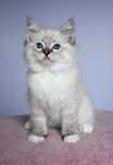 Ragdoll Seal Mitted Lynx – z rodowodem FIFe