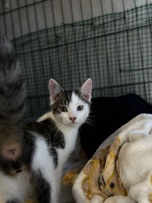 Groszki szukaja domow