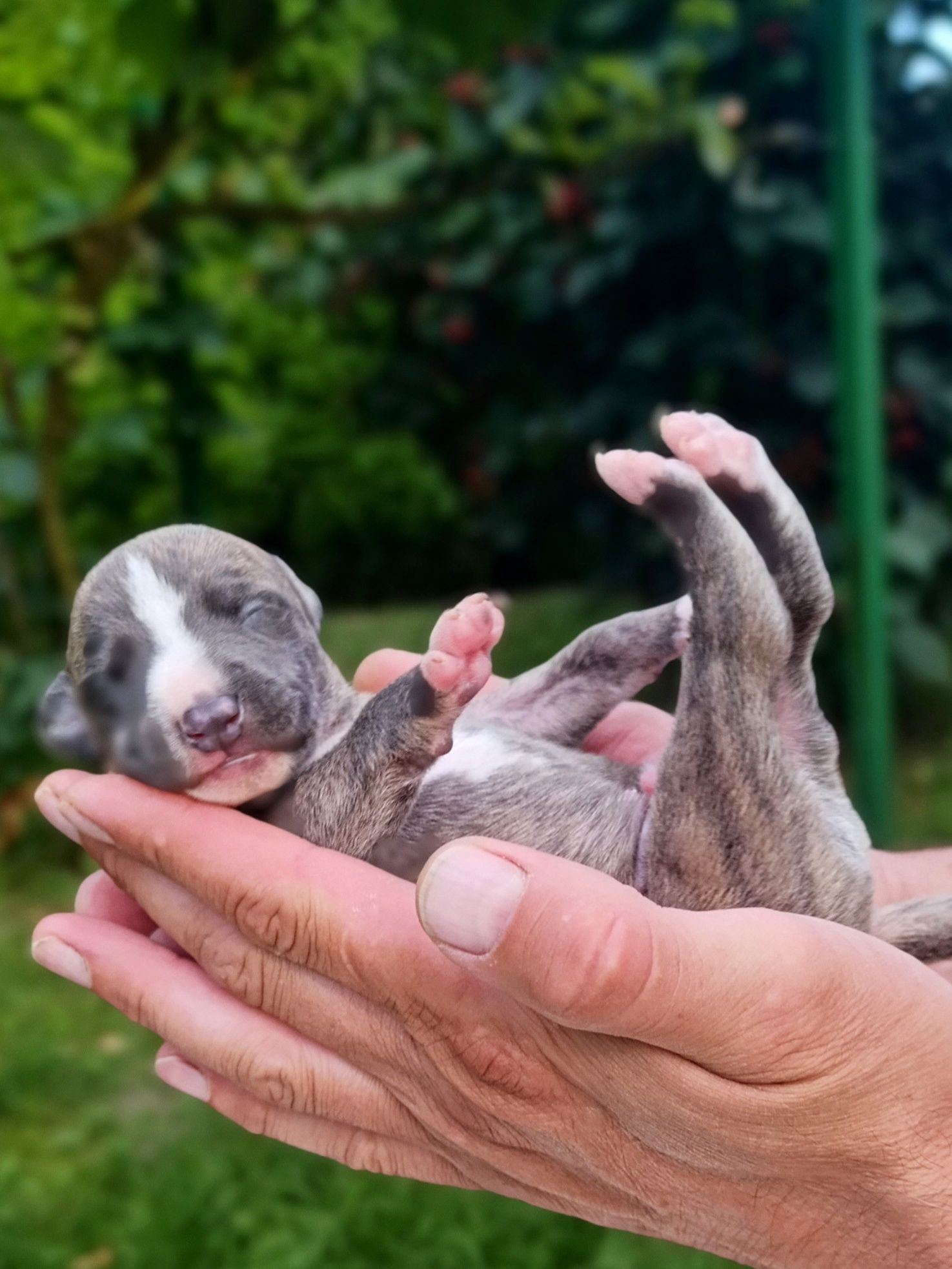 Chart angielski whippet