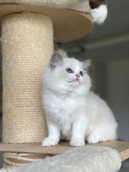 Piękna kotka ragdoll rodowód FPL