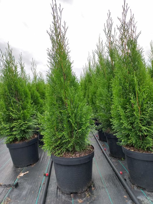 Tuja Thuja Szmaragd 100-110 cm !DONICZKA 10L (NIE 3L)!!