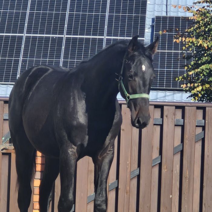 Ogierek wielkopolski