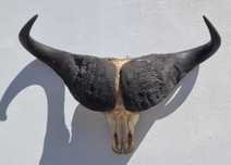 African horns for Sale