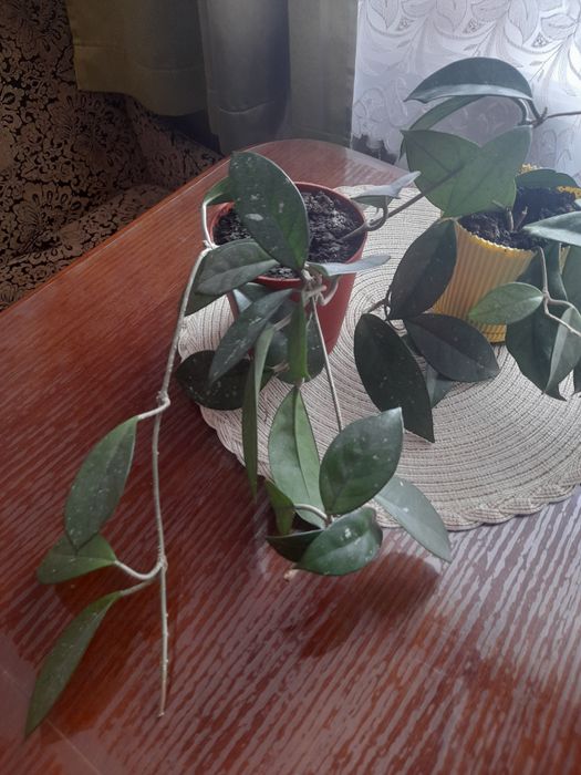 Хойя,хоєчка! Продам