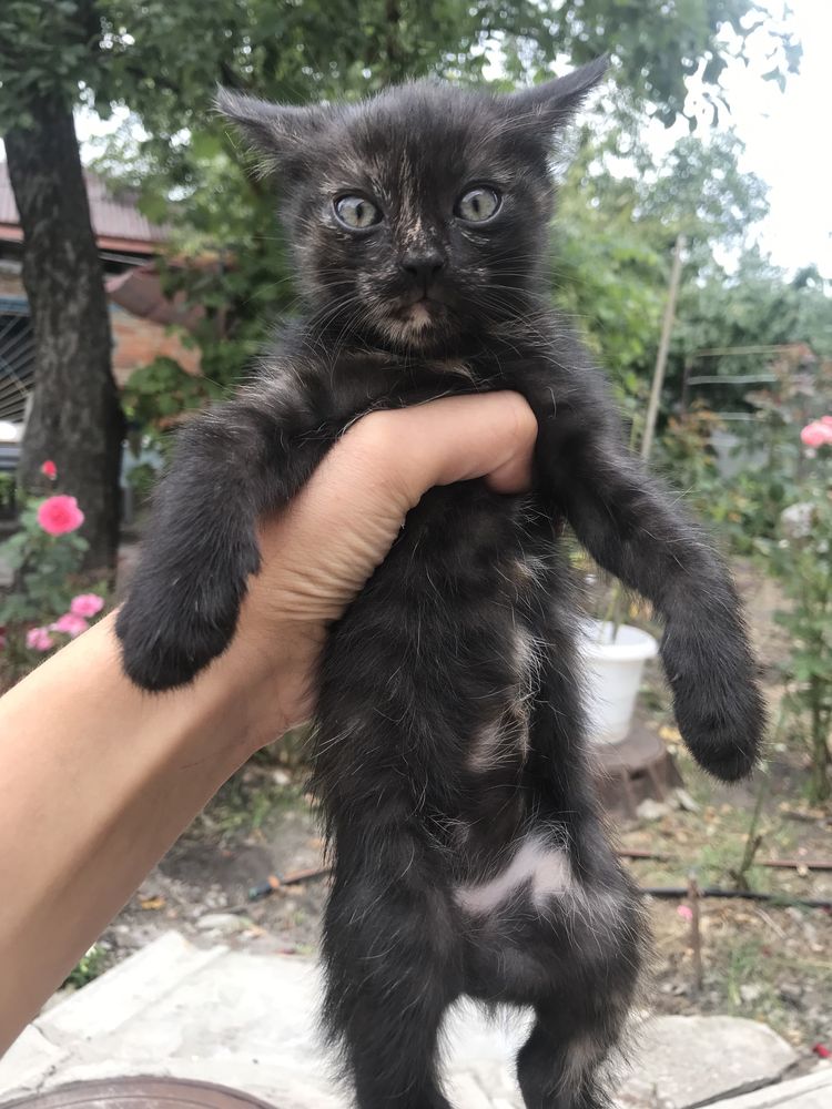 Отдам кошечку