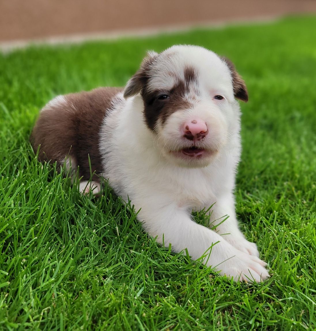 Border Collie Suczka Śliczna