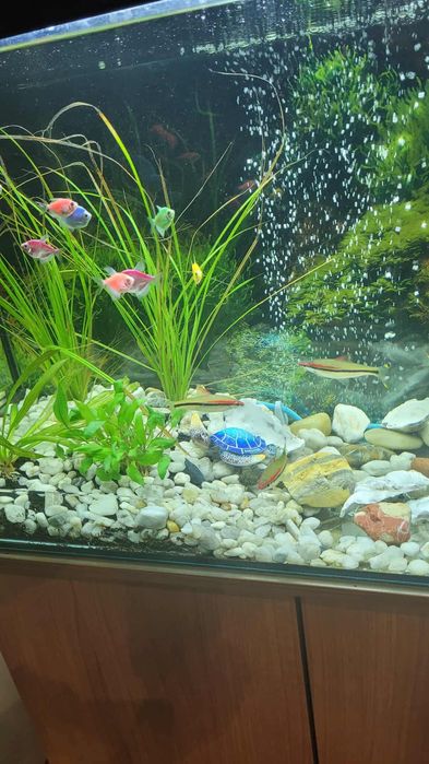 Akwarium z pełnym wyposażeniem i szafką