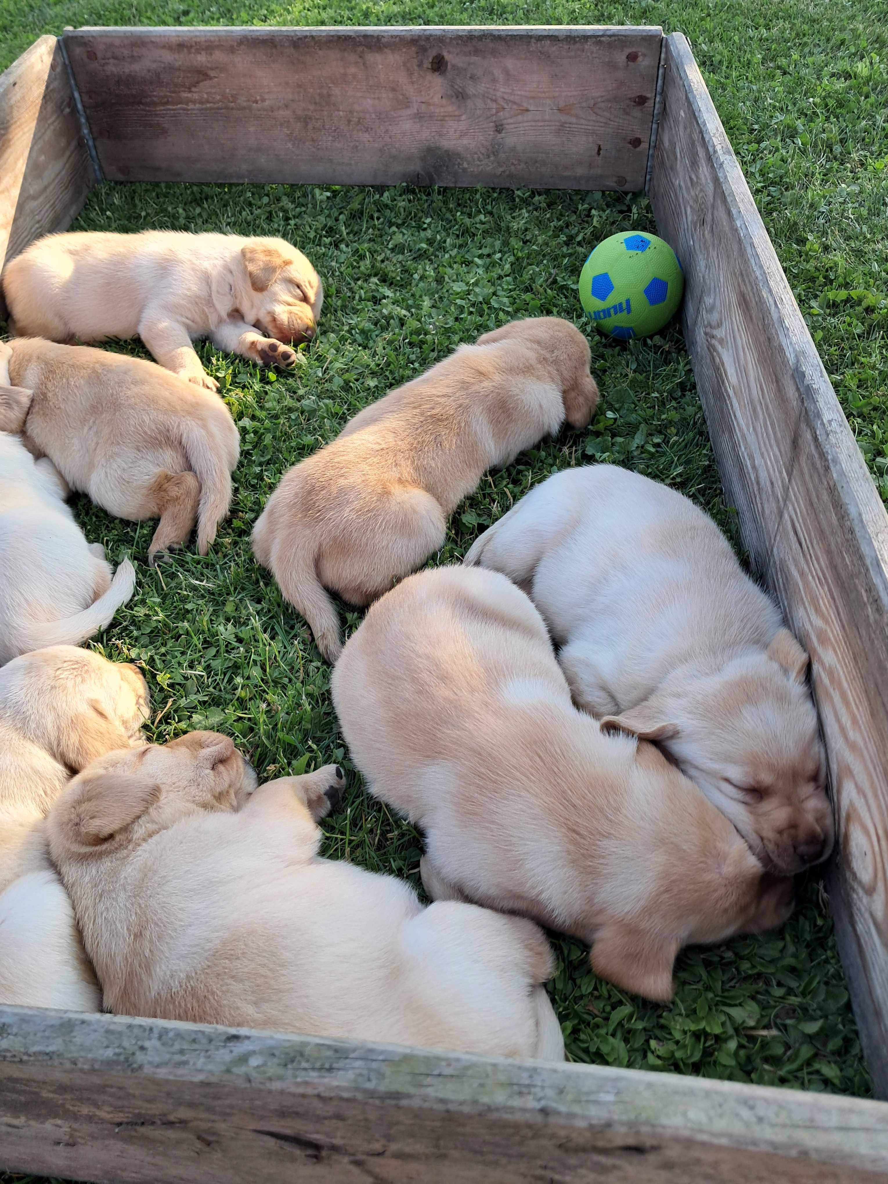 Sprzedam Labrador retriever