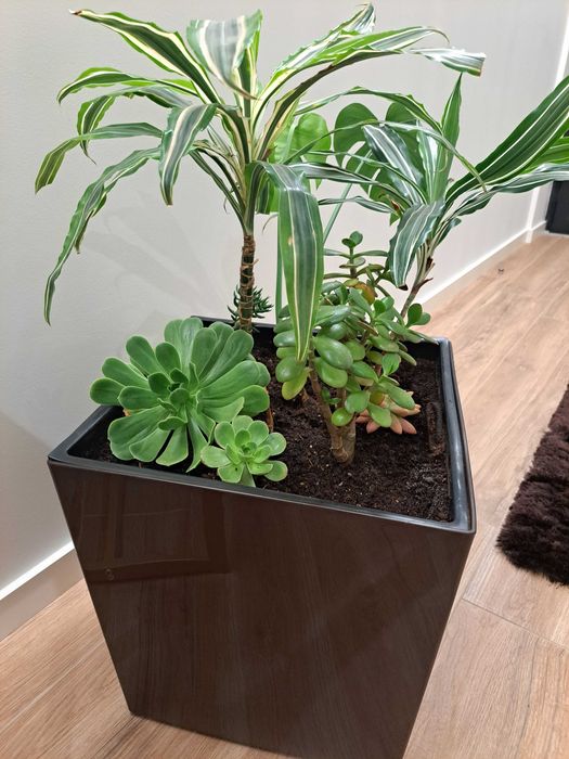 Vendo planta de interior- Oferta de vaso