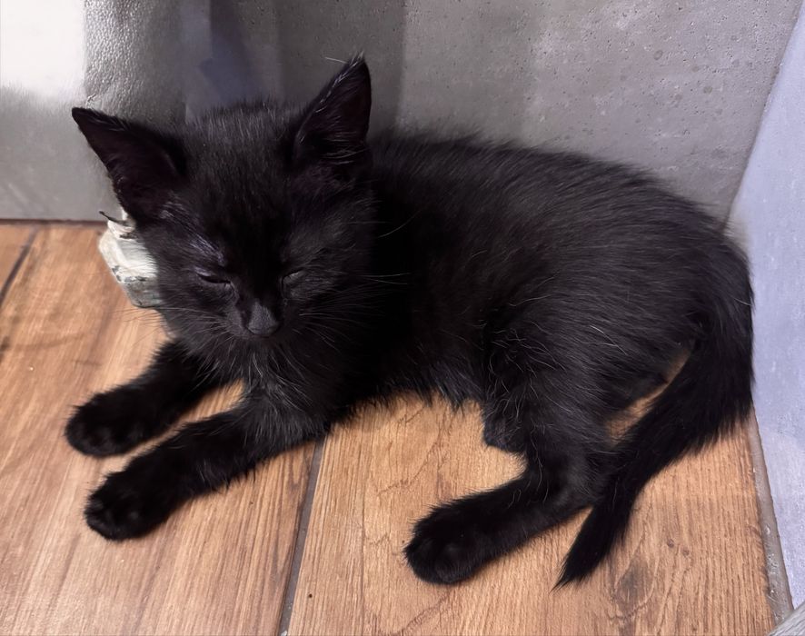 Kotka szuka nowego domu, usamodzielniona.