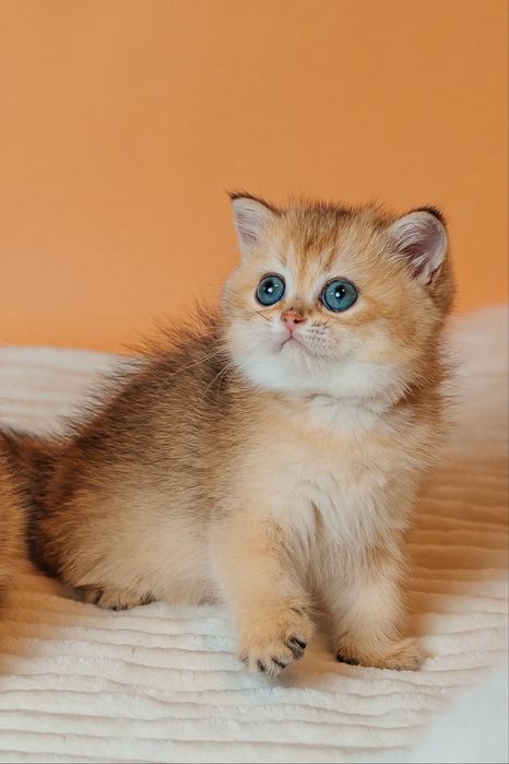 Шотландские котята с документами. Золотая шиншилла. Видео