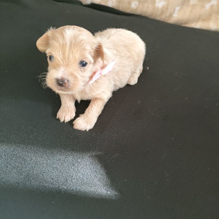 Suczka Maltipoo f1