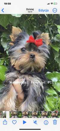 ZKwP Yorkshire terrier FCI