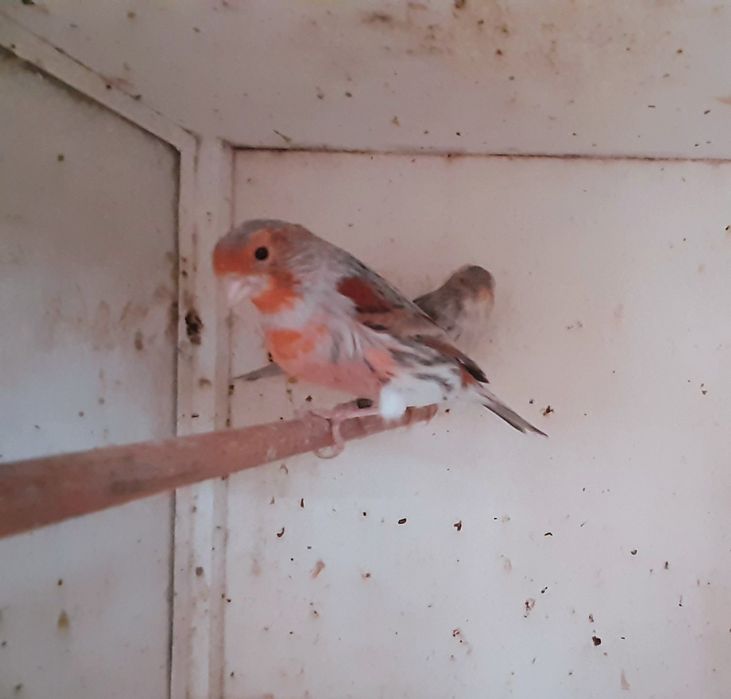 Vendo Canários Ágatas