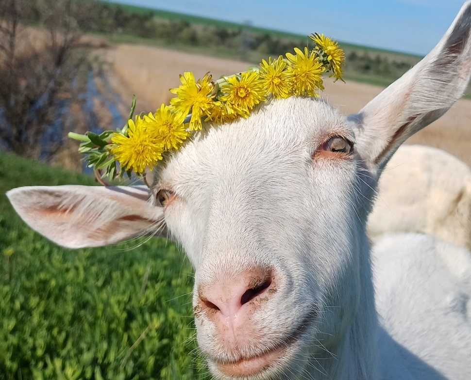 Продам дійну козу