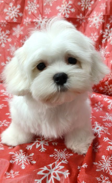 Чистокровные девочка и мальчик мальтезе