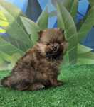 pomeranian szpic miniaturowy chłopiec dostępny do rezerwacji