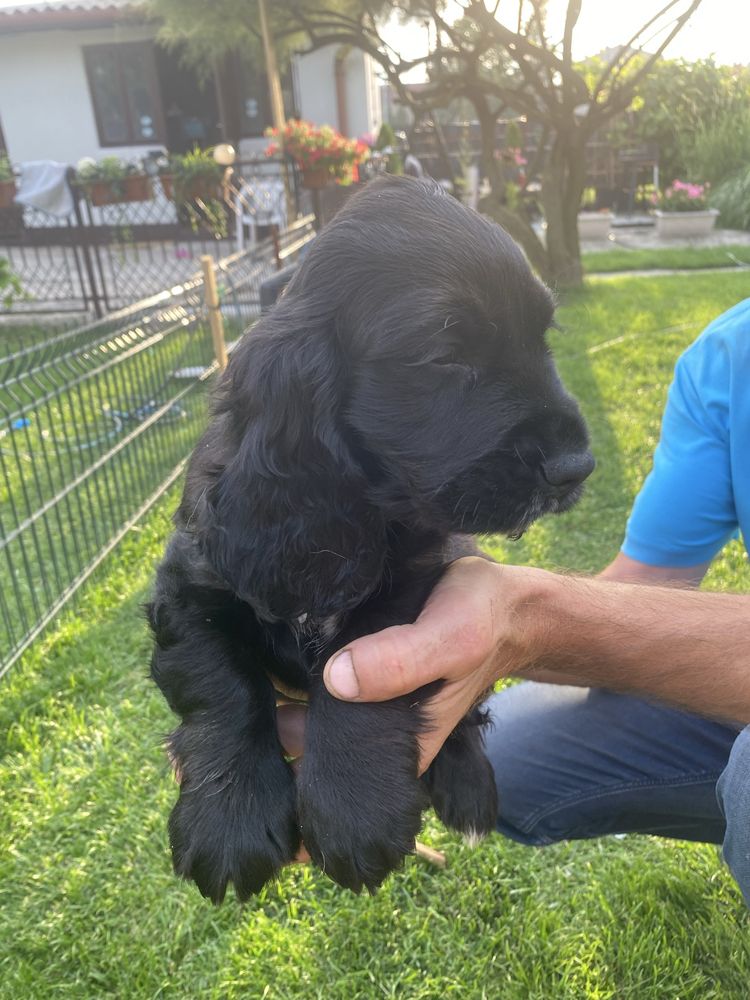 Szczeniak cocker spaniel piesek