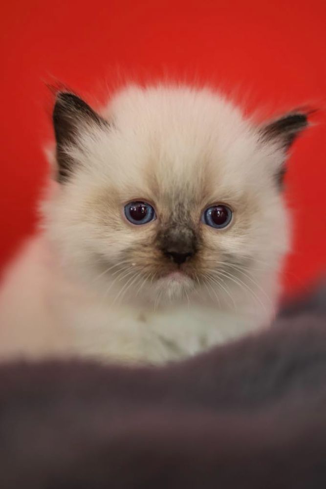 Ragdoll kotka o umaszczeniu seal mitted