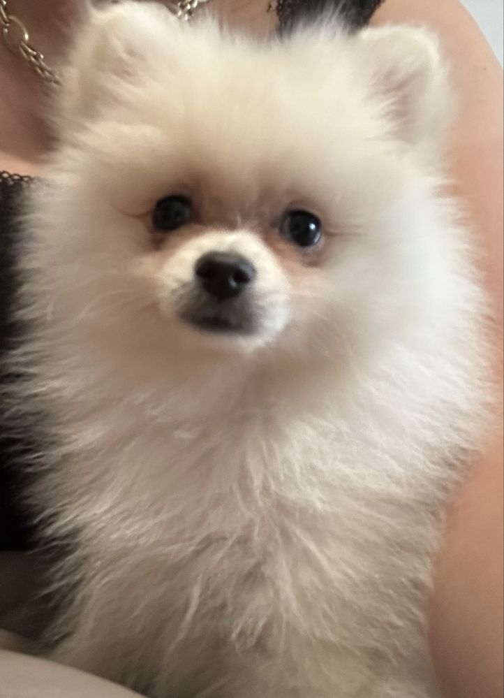 Szpic miniaturowy/Pomeranian piesek biały