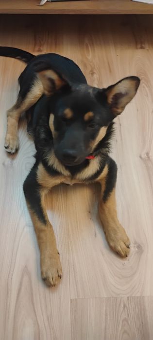 Kto pokocha cudownego Czarusia