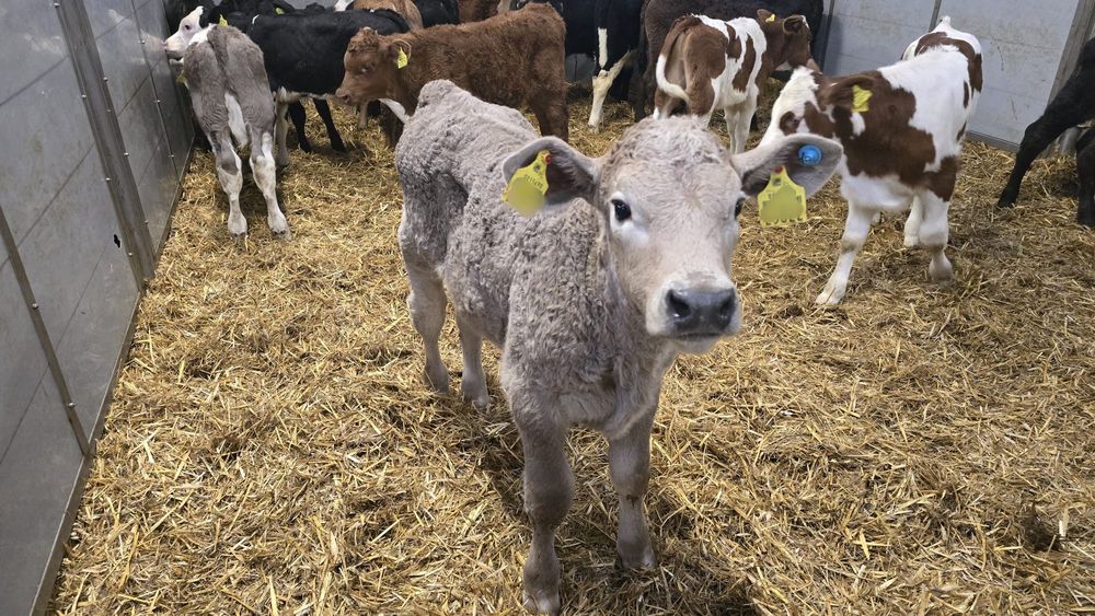 15 byczków wiek okolo 6 tygodni