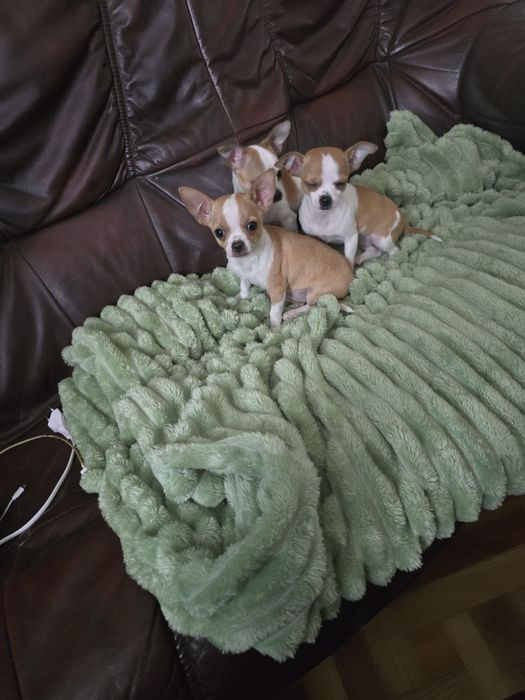 Szczeniaczki rasy Chihuahua krótkowłosy