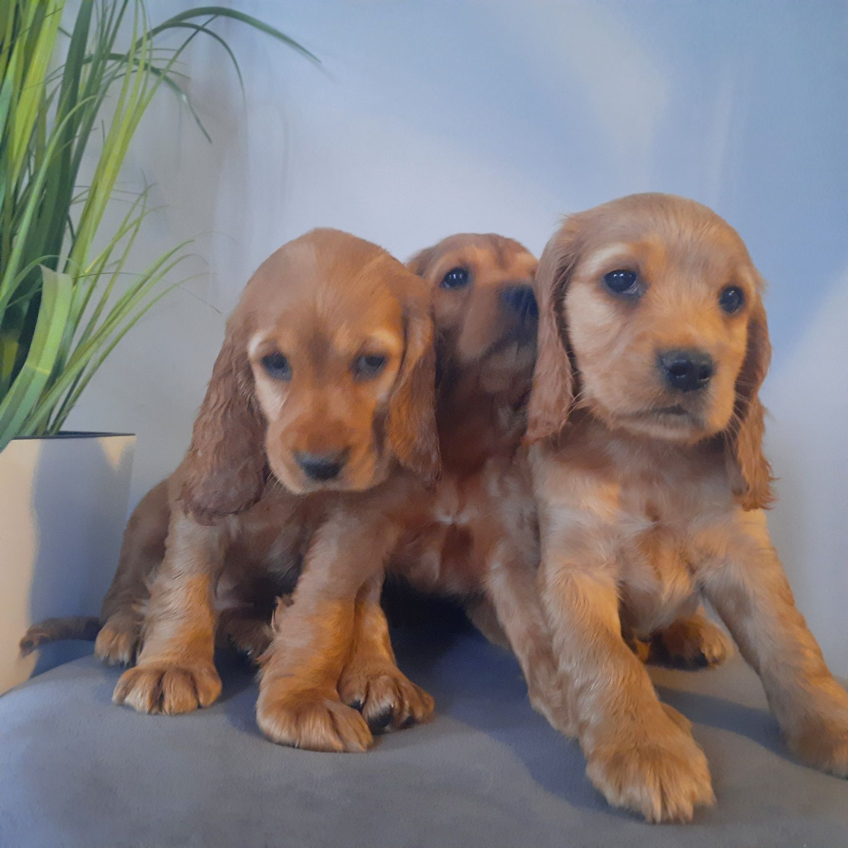 Cocker Spaniel Dziewczynka