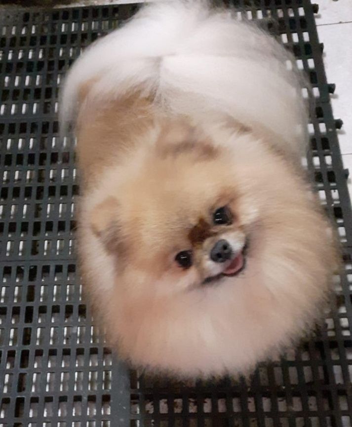 Spitz macho muito bonito