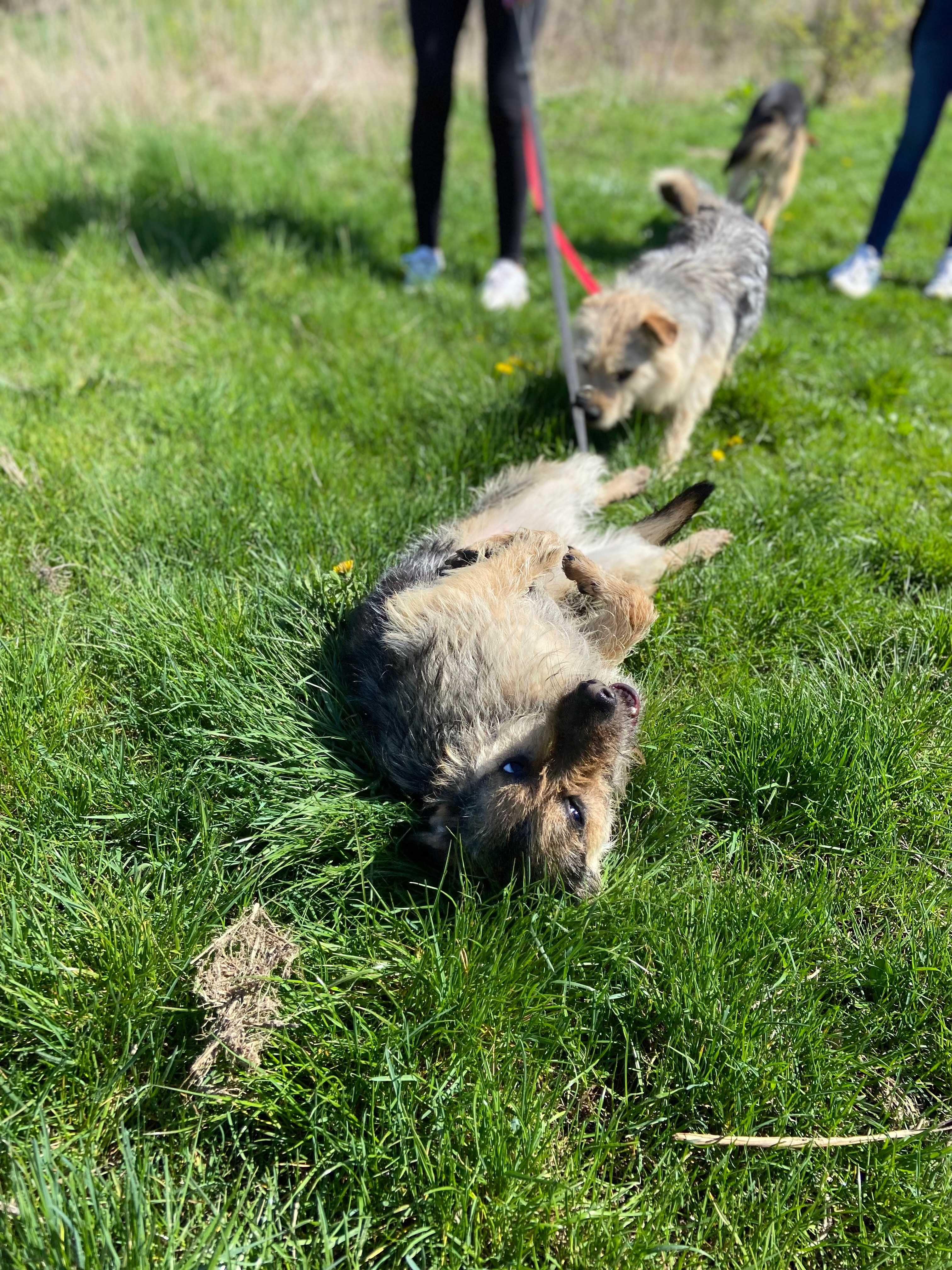 FLORKA - Schronisko Canis w Kruszewie