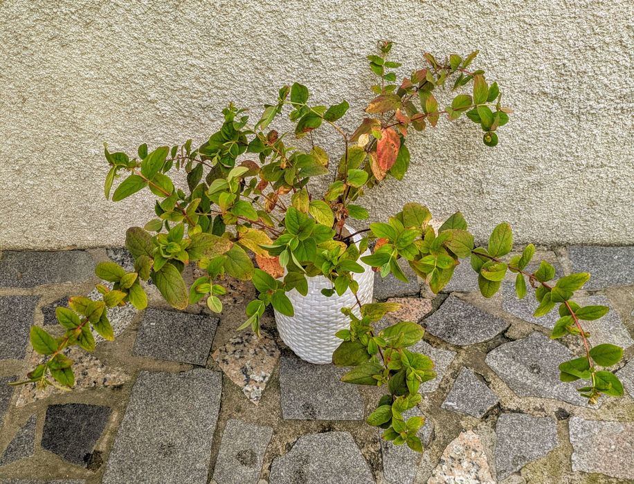 Plantas , catos, suculentas, protea, leucadendro