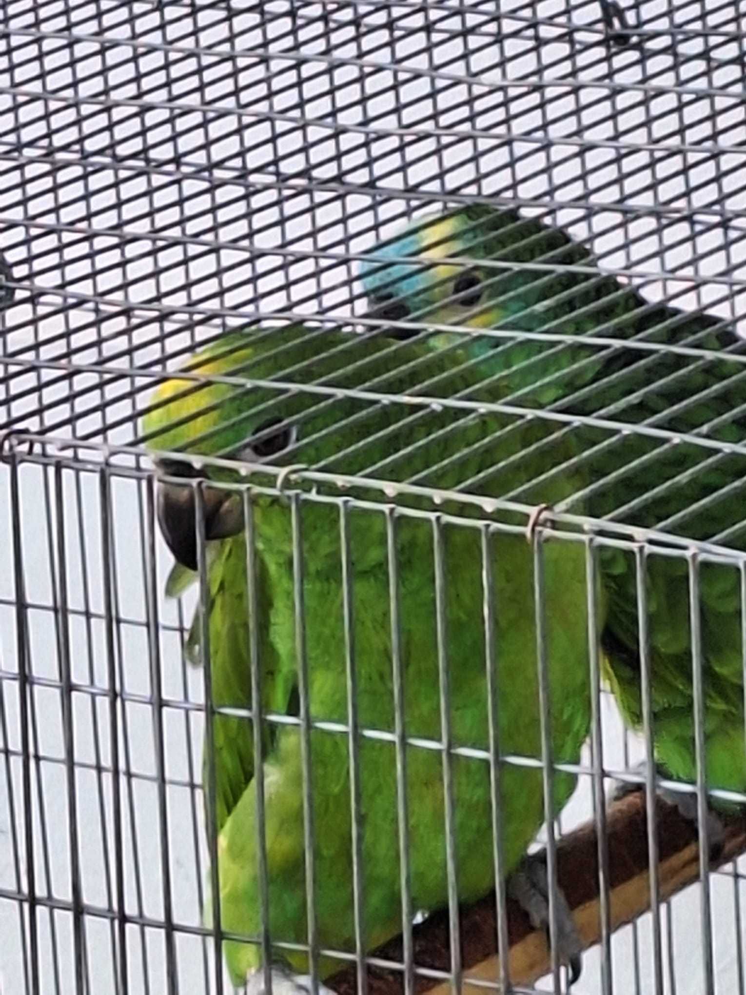 papagaio Amazona aestiva xanthopteryx