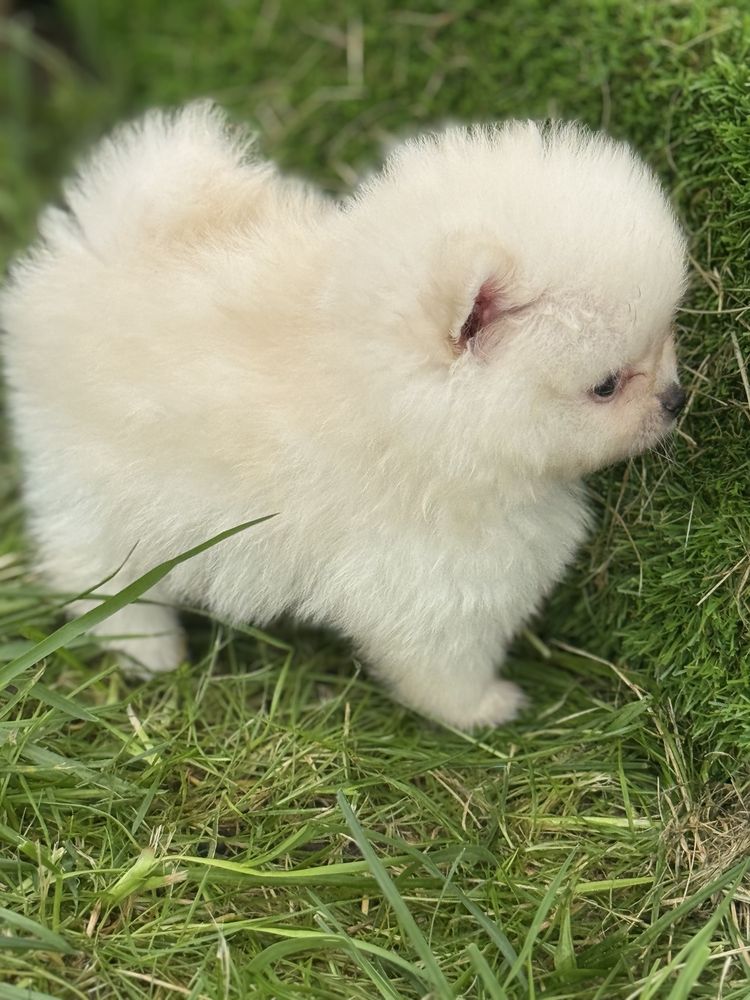 Lulu da Pomerania