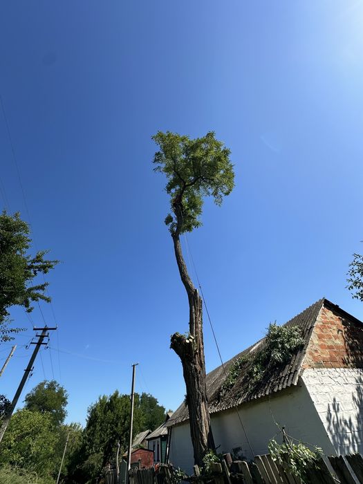 Спилить дерево, срезать дерево