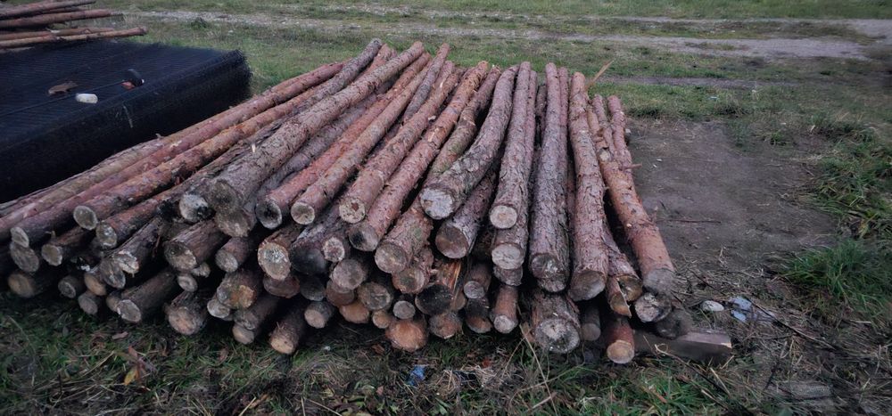 Steple sosnowe 280/290cm