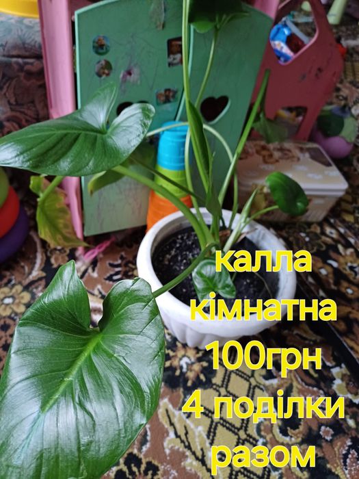 Кала біла ефіопська кімнатна.вазони