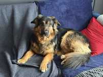 Uroczy piesek w typie owczarka do adopcji