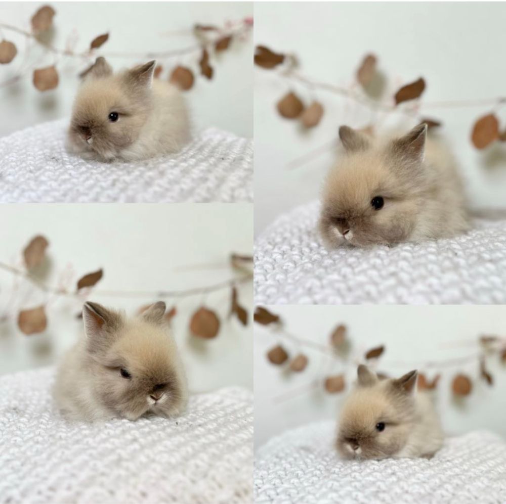 Mini Króliczki ras: Mini lop i Karzełki Teddy Gotowe do odbioru